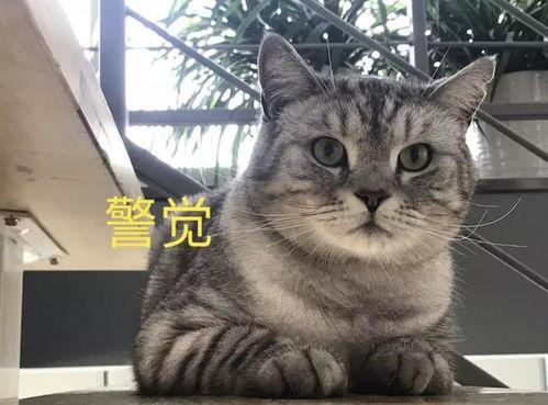 娱乐吃瓜酱猫叫喵喵喵,喵喵喵！娱乐吃瓜酱带你领略猫界趣味